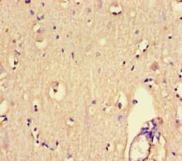 PTPRS Antibody