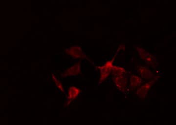 NR1I2 / PXR Antibody