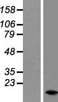 DAP Protein (Over-Expression Lysate Myc-DDK (Flag))