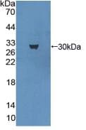 MAP1L / MAP1A Antibody (aa2552-2759, APC)