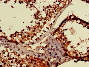 MAEA / EMP Antibody
