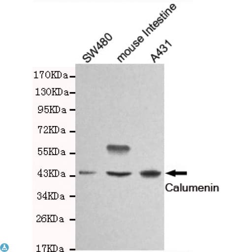 CALU / Calumenin Antibody