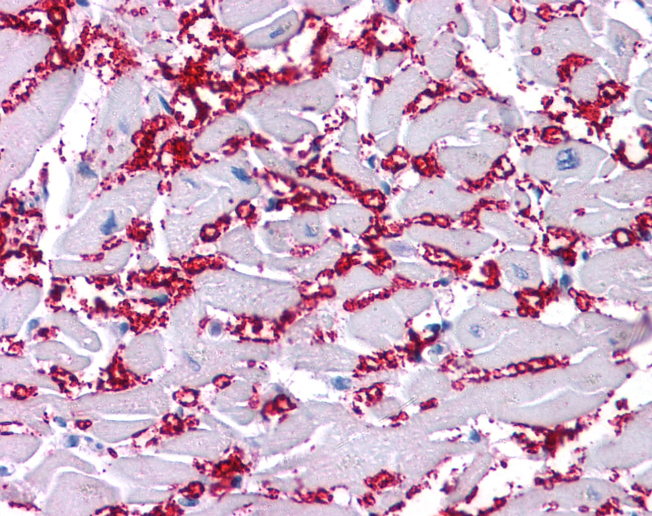 Polyclonal Rabbit anti-Human KCNA10 Antibody (N-Terminus, IHC, WB)