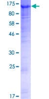 Human FAM35A Protein (Recombinant GST)