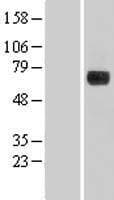 DENND1A Protein (Over-Expression Lysate Myc-DDK (Flag))