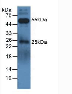 Polyclonal Rabbit Anti-Dog IgG Secondary Antibody (WB)