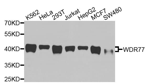 Monoclonal Mouse anti-Human WDR77 / MEP50 Antibody (WB)