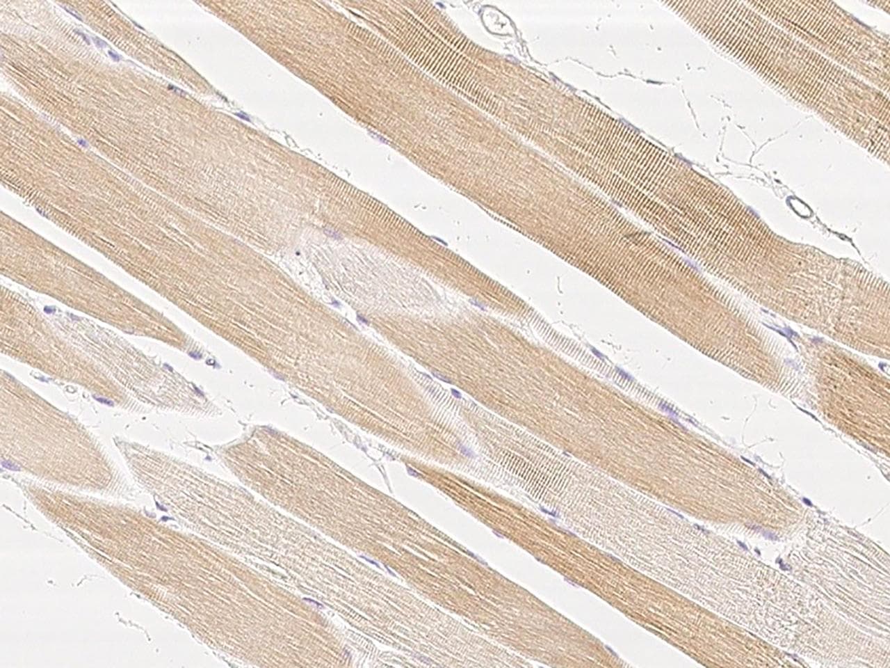 Polyclonal Rabbit anti-Human RXFP2 / LGR8 Antibody (Preservative Free, IHC)