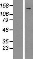 SREBF1 / SREBP-1 Protein (Over-Expression Lysate Myc-DDK (Flag))
