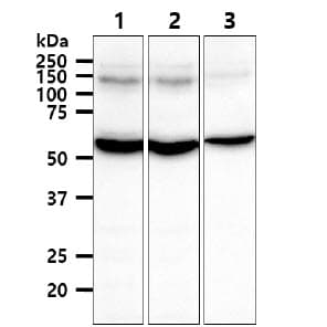 TRXR1 / TXNRD1 Antibody (clone AT30F1)