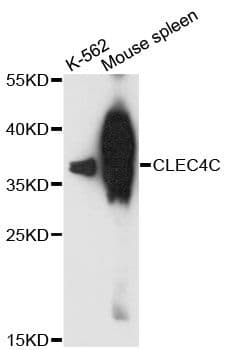 CLEC4C / CD303 / BDCA-2 Antibody