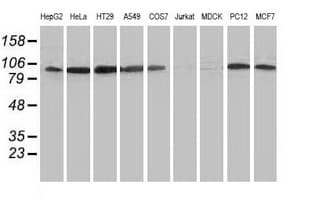MYD88 Antibody (clone OTI1B8)