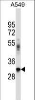 BNIP2 Antibody (aa285-316)