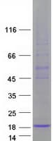 Human FAM19A3 Protein (Recombinant Myc-DDK (Flag))