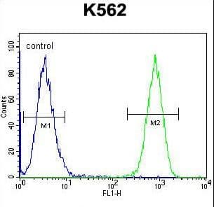 IHC-plus™ Polyclonal Rabbit anti-Human TAF4B Antibody (aa647-675, IHC, WB)