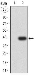 Monoclonal Mouse anti-Human CD53 Antibody (clone 1H2C7, IHC, WB)