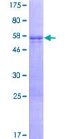 Human TCEAL2 Protein (Recombinant GST)