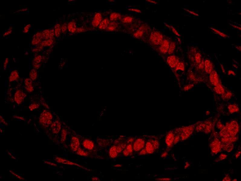 DDX27 Antibody (aa700-750)