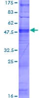Human OR8D2 Protein (Recombinant GST)