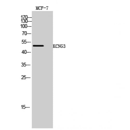Kv10.1 / KCNG3 Antibody (160-240 aa, Internal)