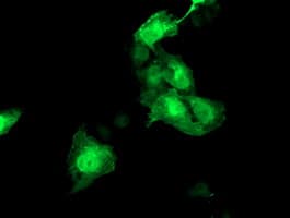 HSPBP1 Antibody (clone OTI1F3)