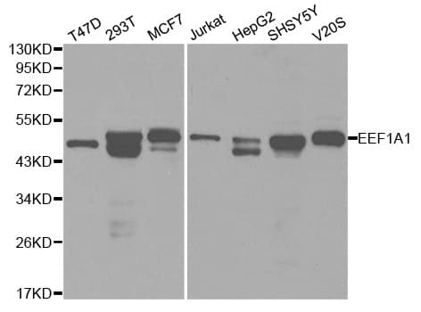 IHC-plus™ Polyclonal Rabbit anti-Human EEF1A1 Antibody (IHC, IF, WB)
