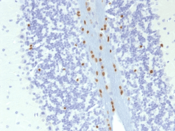 SOX10 Antibody (clone SOX10/1074, Ready-to-Use)