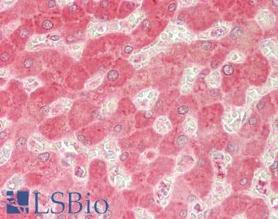 IHC-plus™ RBP4 Antibody (aa 19-201)
