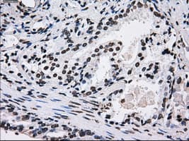 ID3 Antibody (clone OTI15E3)