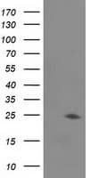 JOSD1 Antibody (clone OTI3B11)