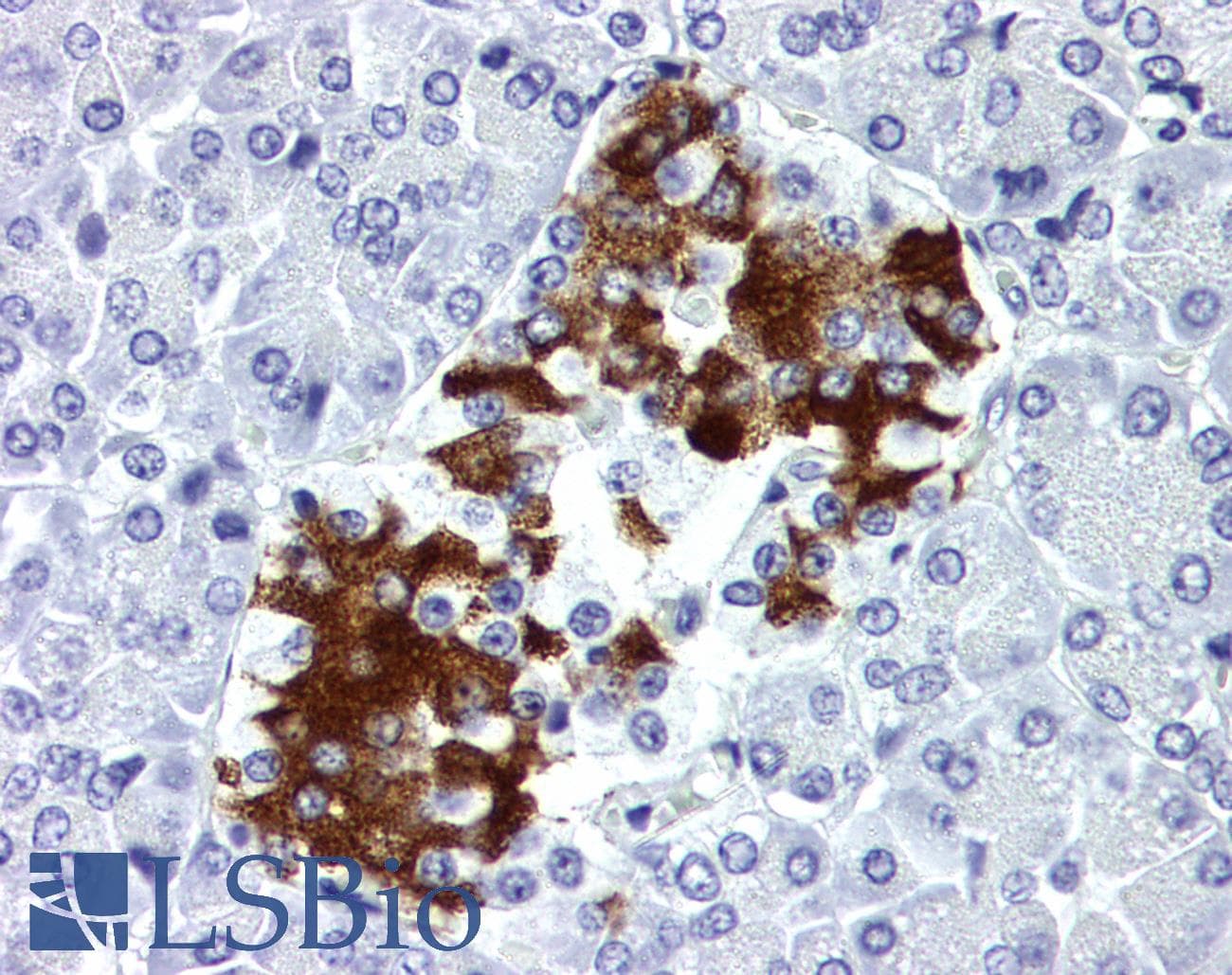 IHC-plus™ Insulin Antibody (clone 8E2, HRP)