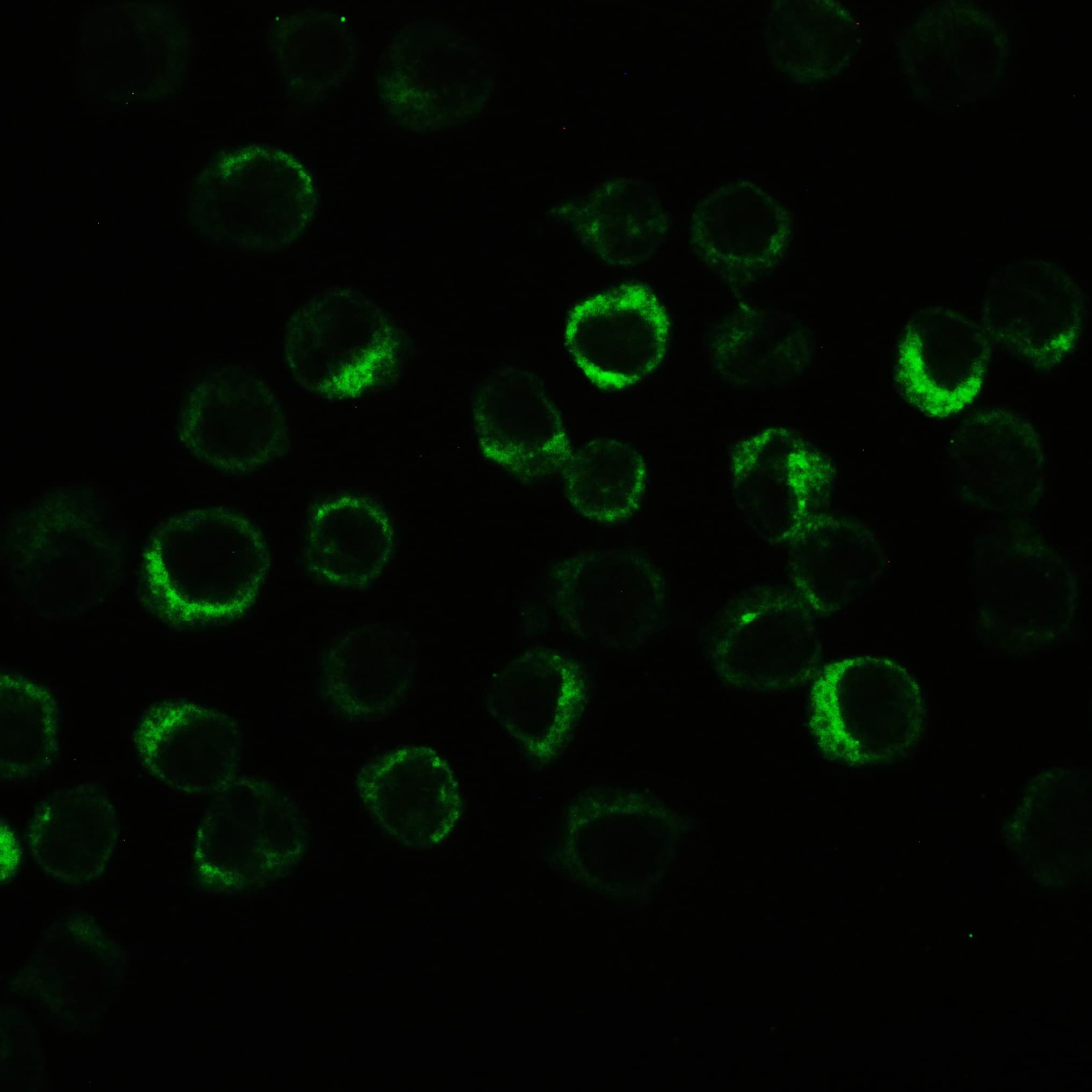 NALP3 / NLRP3 Antibody (aa12-31)