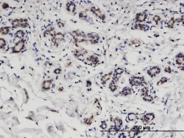Monoclonal Mouse anti-Human CCDC115 Antibody (clone 4E9, IHC, WB)