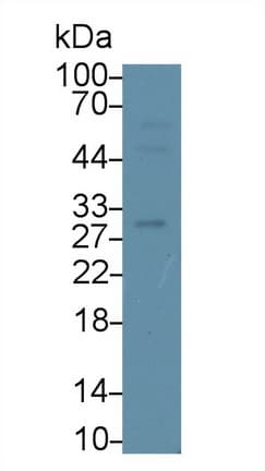 CD38 Antibody (aa54-301)