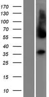 C1GALT1C1L Protein (Over-Expression Lysate Myc-DDK (Flag))