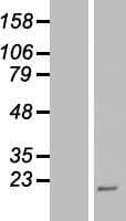 PPP4R4 Protein (Over-Expression Lysate Myc-DDK (Flag))