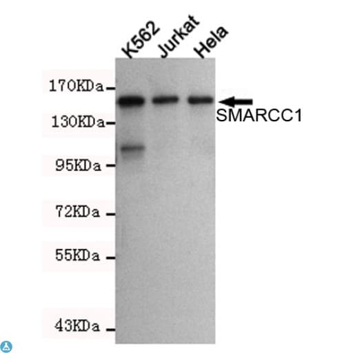 Monoclonal Mouse anti-Human SMARCC1 / SWI3 Antibody (WB)
