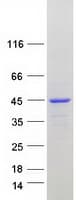 Human CCDC51 Protein (Recombinant Myc-DDK (Flag))