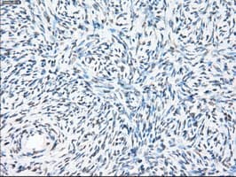 PPP5C Antibody (clone OTI6F1, Carrier-free)