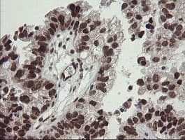 NUMB Antibody (clone OTI4F3, Carrier-free)