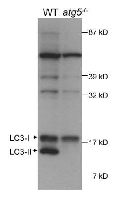 MAP1LC3B / LC3B Antibody (aa25-121, Biotin)