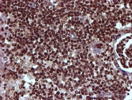 TOMM34 Antibody (clone OTI1G7, Carrier-free)