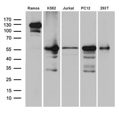 ARIH2 Antibody (aa201-493, clone OTI1B2)