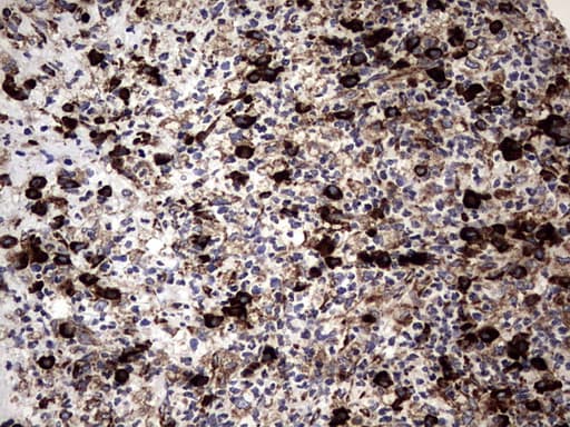 DDOST / OST48 Antibody (aa131-378, clone OTI1C1)