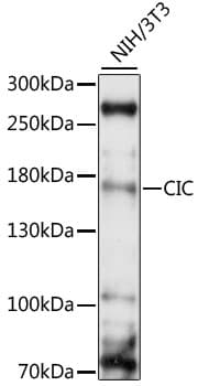 Capicua / CIC Antibody