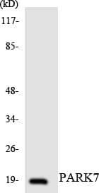 PARK7 / DJ-1 Antibody (aa38-87)