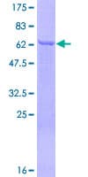 Human SEPT12 / Septin 12 Protein (Recombinant GST)