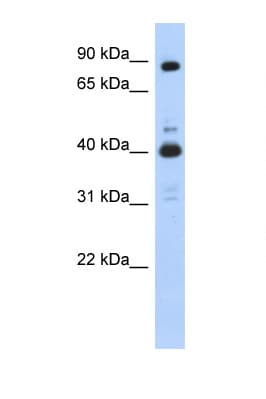 Polyclonal Rabbit anti-Human CDK9 Antibody (N-Terminus, IHC, WB)