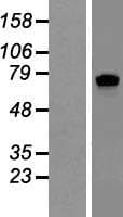 SLCO4A1 / OATP1 Protein (Over-Expression Lysate Myc-DDK (Flag))
