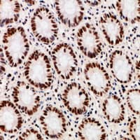 DDX39B / UAP56 Antibody